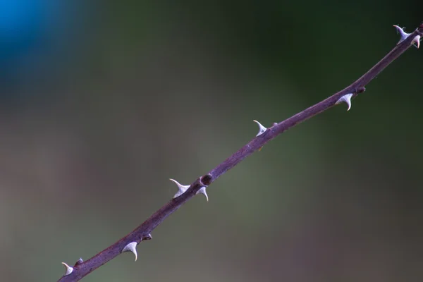 Os picos no ramo de uma rosa — Fotografia de Stock