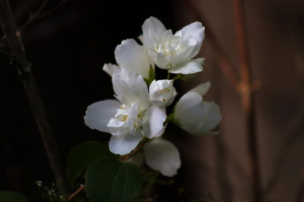 White flowers Philadelphus — Stock Photo, Image