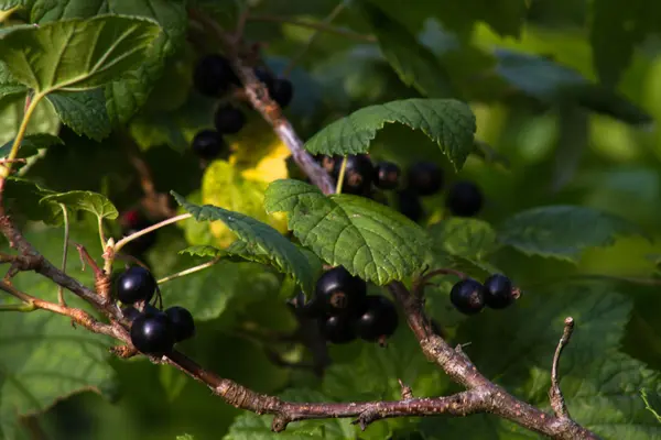 Porzeczki czarne jagody na krzaku — Zdjęcie stockowe