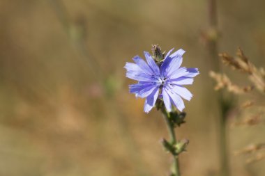 mavi peygamberçiçeği