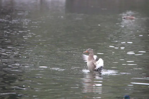 Duck sits on the water — Stock Photo, Image