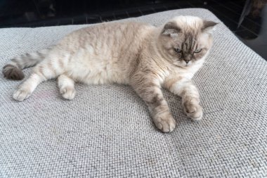 Fotoğraf İskoç kedisi, İskoç katlı, mavi gözlü beyaz