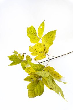 Beyaz arka planda sarı yapraklı sonbahar dalı