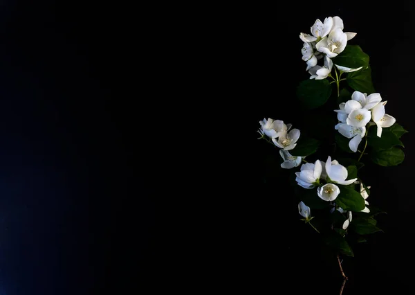 Düz Yatma, kartpostal ölüm, cenaze. Güzel Beyaz Yasemin Çiçekleri