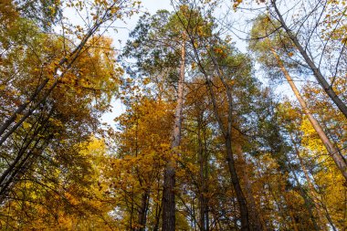 Sonbahar manzarası, sonbaharda orman, sarı yapraklar. Telefon ve bilgisayardaki güzel arkaplan veya ekran koruyucusu