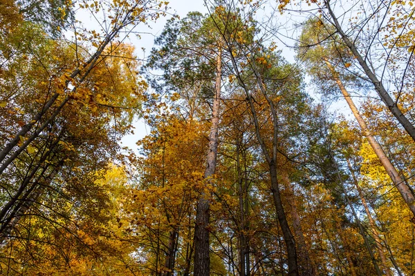 Paisaje Otoñal Bosque Otoño Hojas Amarillas Hermoso Fondo Protector Pantalla Imágenes de stock libres de derechos