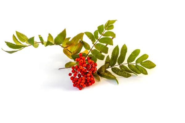 Isolé Sur Fond Blanc Branche Rowan Avec Des Baies Rouges — Photo