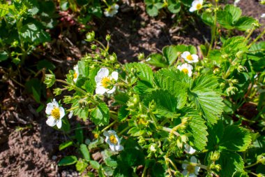 Baharda çilek filizlenir.