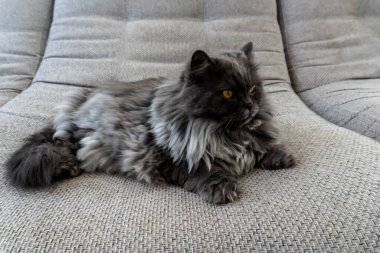 Gri tüylü kedi arka plan, kartlar, defter kılıfları ve diğer amaçlar için kullanılabilir.