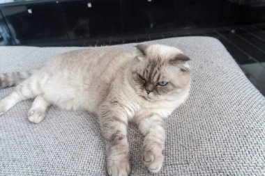 Fotoğraf İskoç kedisi, İskoç katlı, mavi gözlü beyaz