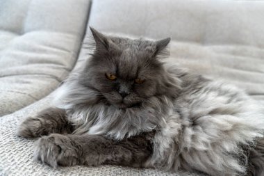 Güzel gri tüylü kedi fotoğrafı. Evcil hayvanlar. Mükemmel kapak, poster, kartpostal