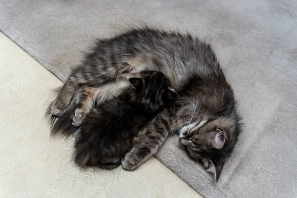 Foto Einer Katze Mit Einem Kätzchen Von Einer Schönen Grau — Stockfoto