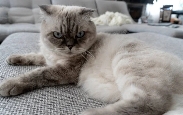 Foto Gato Escocés Pliegue Escocés Blanco Con Ojos Azules — Foto de Stock