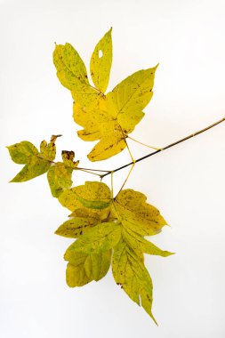 Beyaz arka planda sarı yapraklı sonbahar dalı