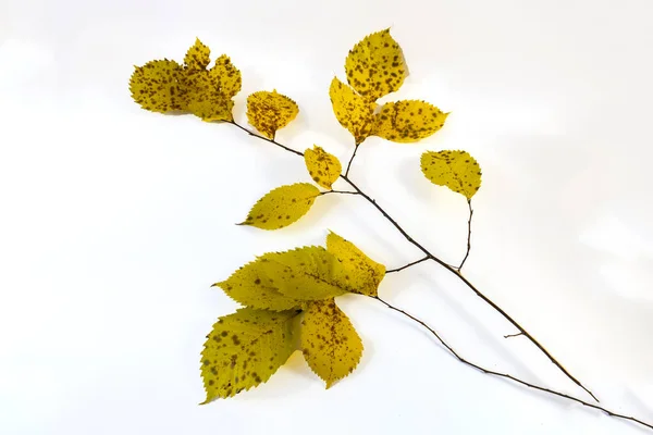 Rama Otoño Con Hojas Amarillas Sobre Fondo Blanco — Foto de Stock