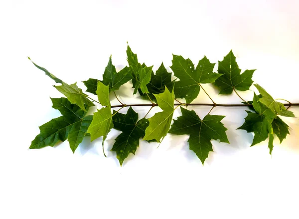 Ramo Com Folhas Verdes Sobre Fundo Branco — Fotografia de Stock