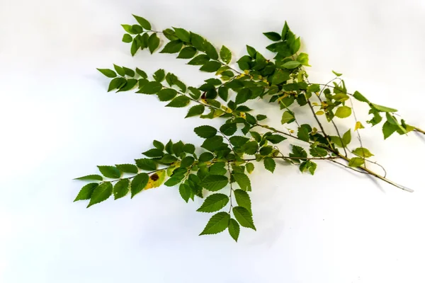 Branche Aux Feuilles Vertes Sur Fond Blanc — Photo