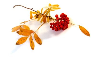 Beyaz arka planda kırmızı böğürtlenli kürek dalı var.