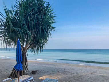 Sahil, palmiye ağaçları ve Phuket Adası 'ndaki Tayland Andaman Denizi.