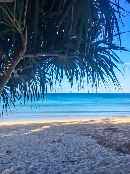 Beach Palm Trees Andaman Sea Thailand Phuket Island — Stock Photo, Image