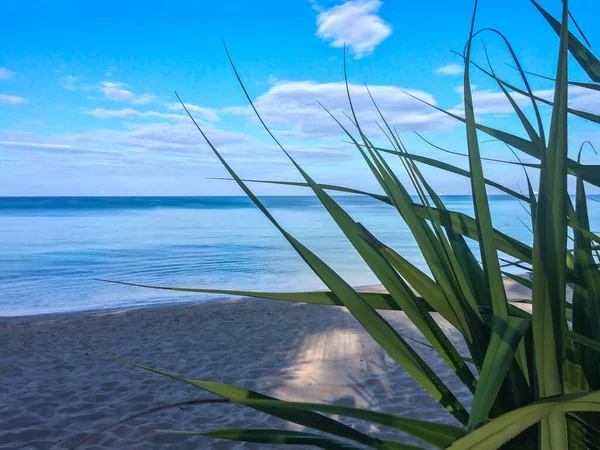 Playa Palmeras Mar Andamán Tailandia Isla Phuket — Foto de Stock