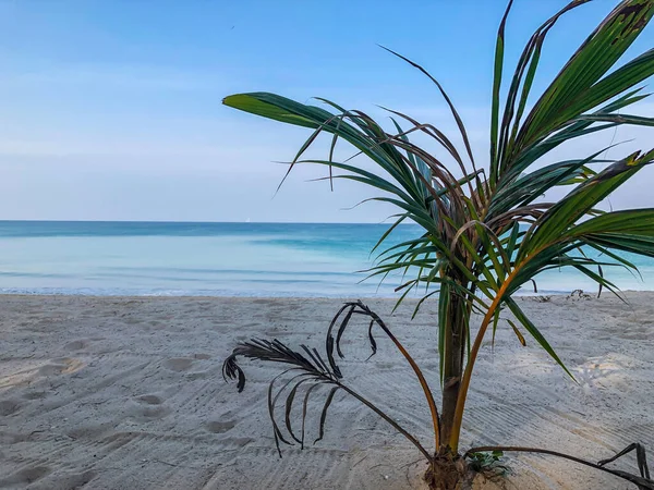 Praia Palmeiras Mar Andamão Tailândia Ilha Phuket — Fotografia de Stock