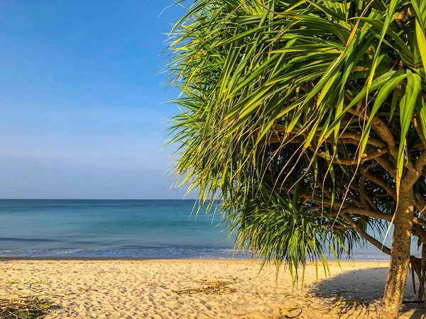 Praia Palmeiras Mar Andamão Tailândia Ilha Phuket — Fotografia de Stock