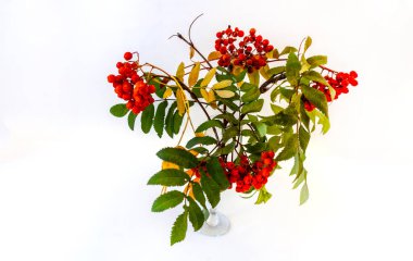 Beyaz arka planda kırmızı böğürtlenli Rowan buketi.