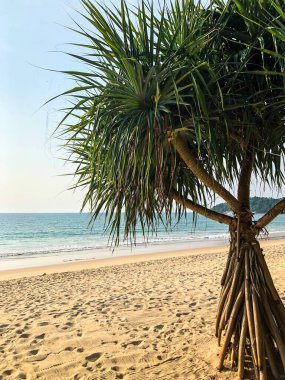 Sahil, palmiye ağaçları ve Phuket Adası 'ndaki Tayland Andaman Denizi.