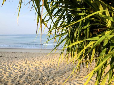 Sahil, palmiye ağaçları ve Phuket Adası 'ndaki Tayland Andaman Denizi.