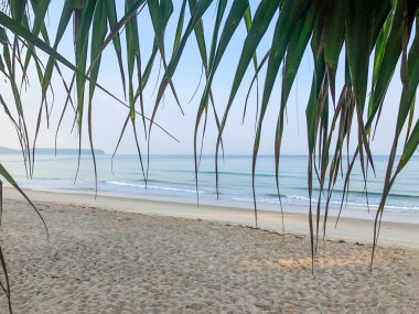 Sahil, palmiye ağaçları ve Phuket Adası 'ndaki Tayland Andaman Denizi.