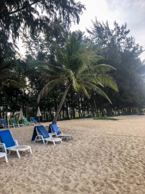 Sahil, palmiye ağaçları ve Phuket Adası 'ndaki Tayland Andaman Denizi.