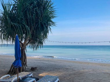 Sahil, palmiye ağaçları ve Phuket Adası 'ndaki Tayland Andaman Denizi.