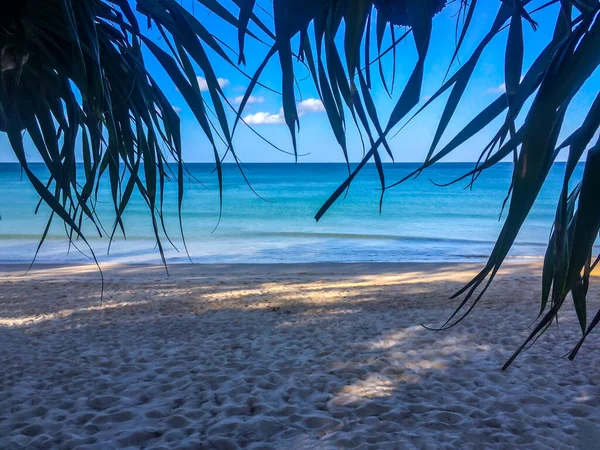 Beach Palm Trees Andaman Sea Thailand Phuket Island — Stock Photo, Image