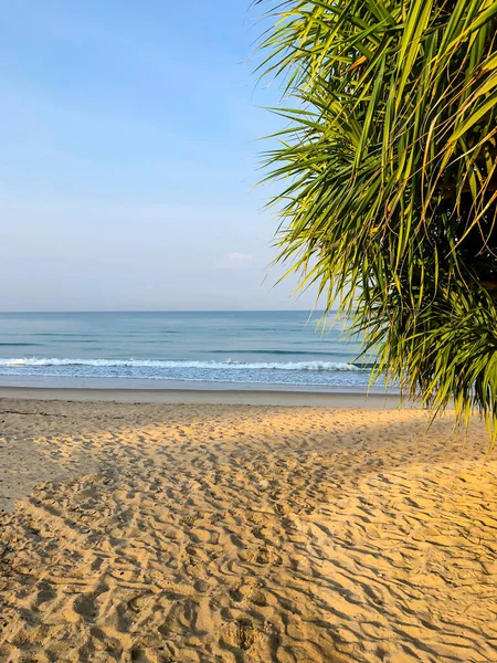 Beach Palm Trees Andaman Sea Thailand Phuket Island — Stock Photo, Image