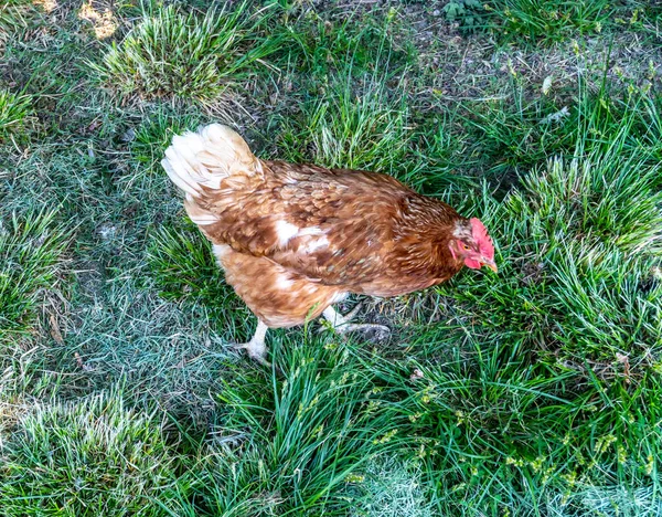 Chicken Rooster Walk Herb Yard Village — Stock Photo, Image