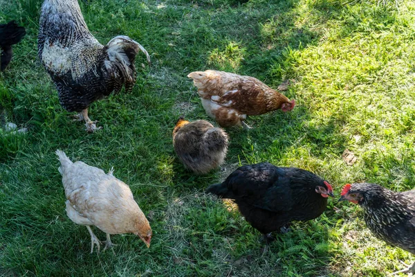 鶏と鶏は村の庭の外のハーブの上を歩く — ストック写真