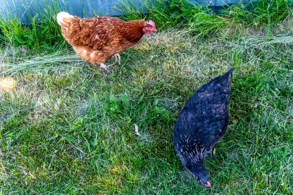 Hühner Und Hähne Spazieren Auf Kräutern Vor Dem Hof Dorf — Stockfoto