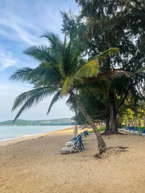Sahil, palmiye ağaçları ve Phuket Adası 'ndaki Tayland Andaman Denizi.