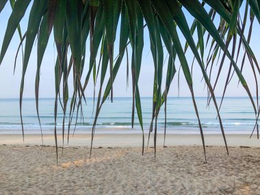Sahil, palmiye ağaçları ve Phuket Adası 'ndaki Tayland Andaman Denizi.