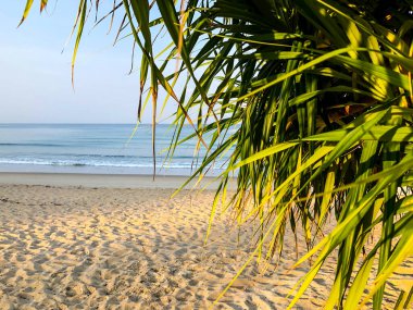 Sahil, palmiye ağaçları ve Phuket Adası 'ndaki Tayland Andaman Denizi.