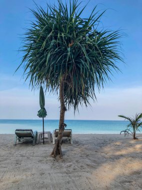 Sahil, palmiye ağaçları ve Phuket Adası 'ndaki Tayland Andaman Denizi.