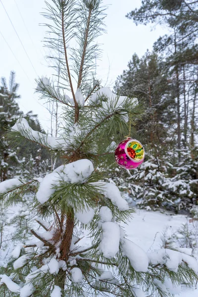 Karácsony Labda Télen Erdőben Fán — Stock Fotó