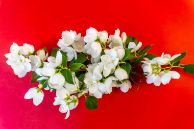 Güzel beyaz yasemin çiçekleri, çiçek açan yasemin dalı