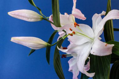 Lily çiçek mavi zemin üzerine