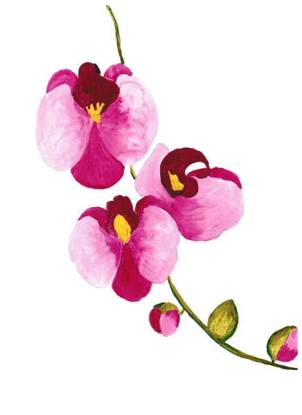Hand Drawing Orchid Flower Watercolor Drawing — Stock Photo, Image