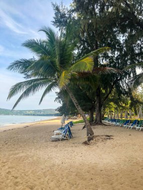 Sahil, palmiye ağaçları ve Phuket Adası 'ndaki Tayland Andaman Denizi.