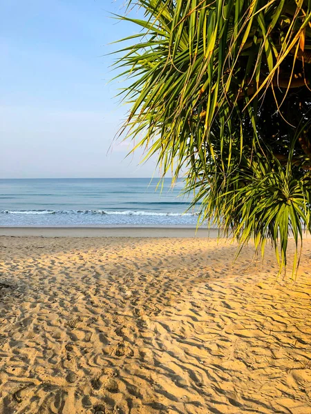 Strand Palmbomen Andaman Zee Thailand Phuket Eiland — Stockfoto