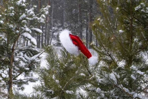 Chapéu Santa Inverno Floresta Árvore — Fotografia de Stock