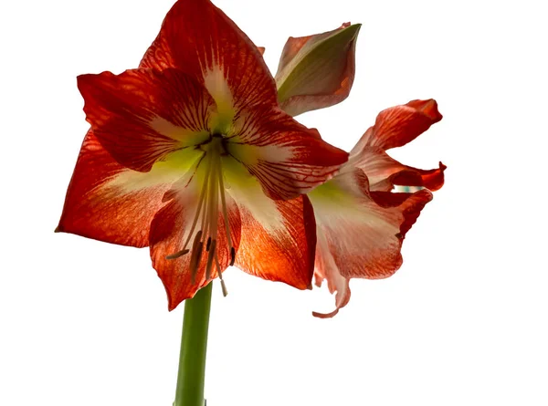 Isolado Fundo Branco Bela Flor Laranja Vermelha — Fotografia de Stock